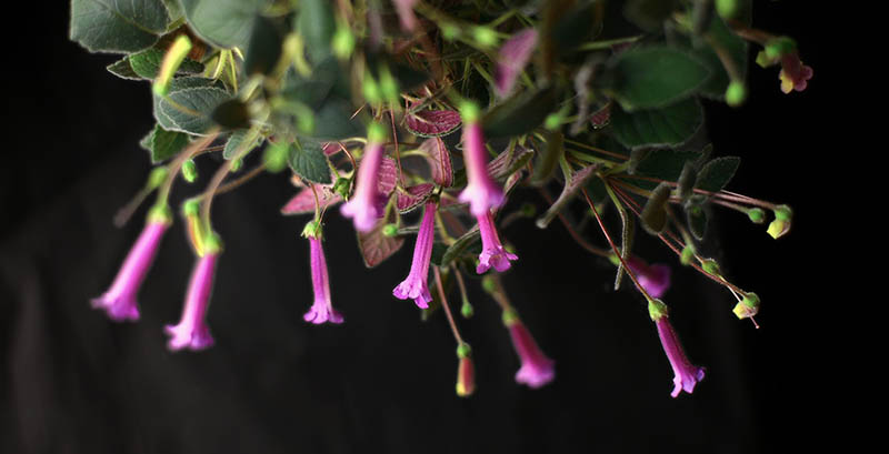 20110112_4294_Tinkerbells_800px.jpg