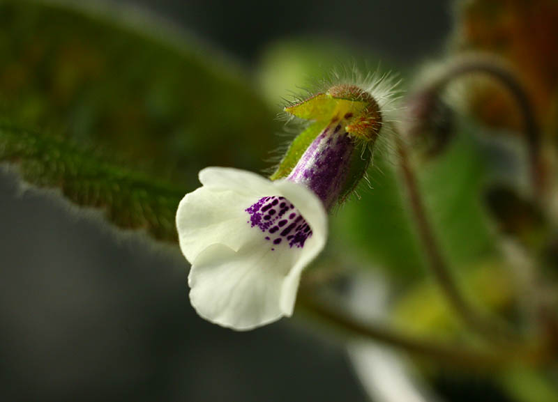 20110113_4363_Amizade_800px.jpg