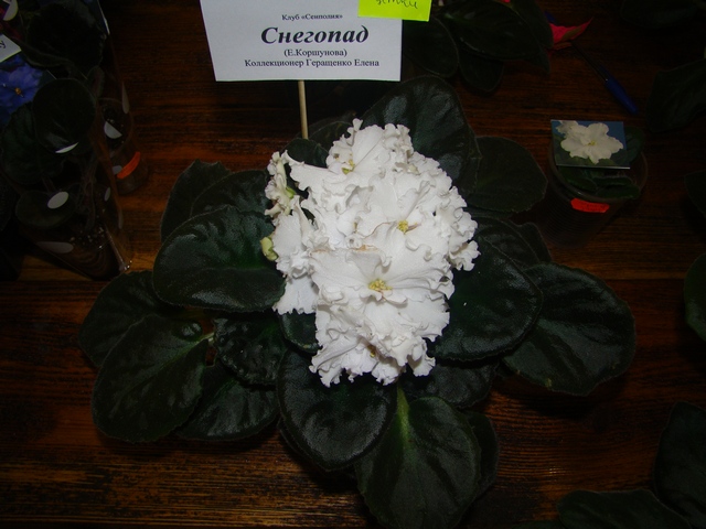 2012-10-лютий 022.jpg