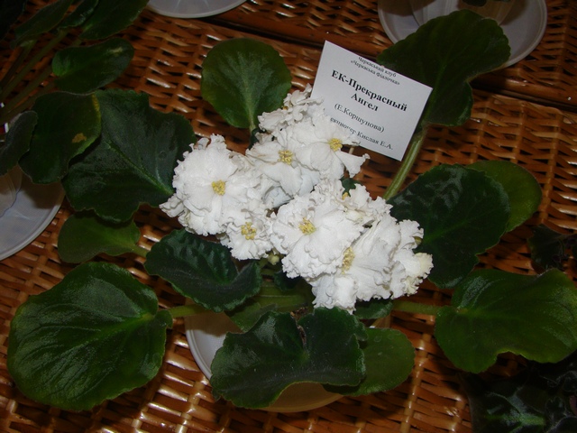 2012-10-лютий 036.jpg