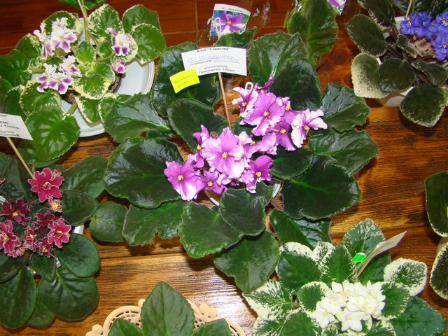 2012-10-лютий 069.jpg
