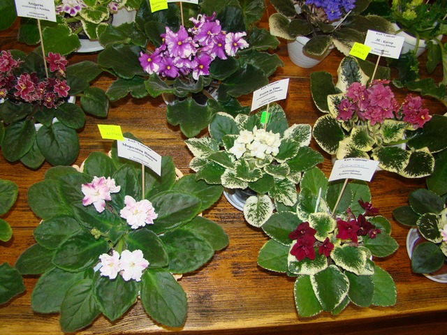 2012-10-лютий 070.jpg