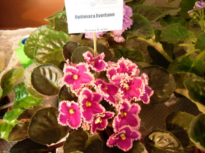 2013-002-26 007.jpg