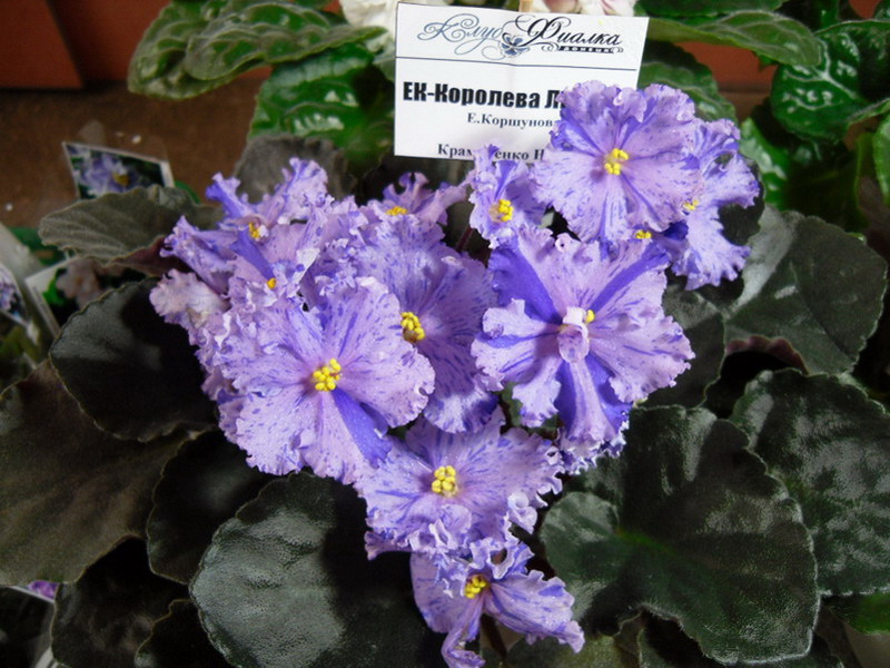 2013 -002-26 014.jpg