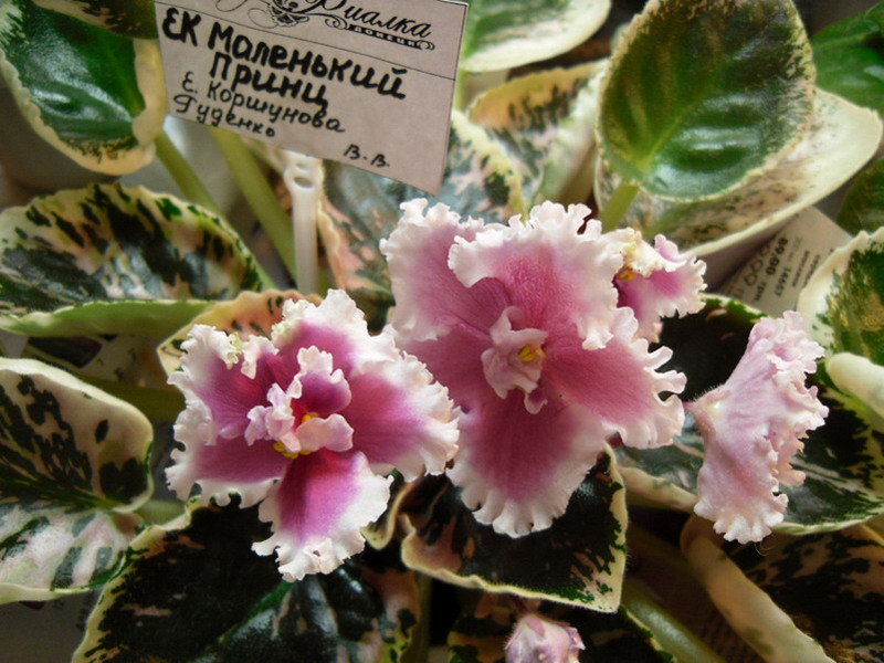 2013 -002-26 047.jpg