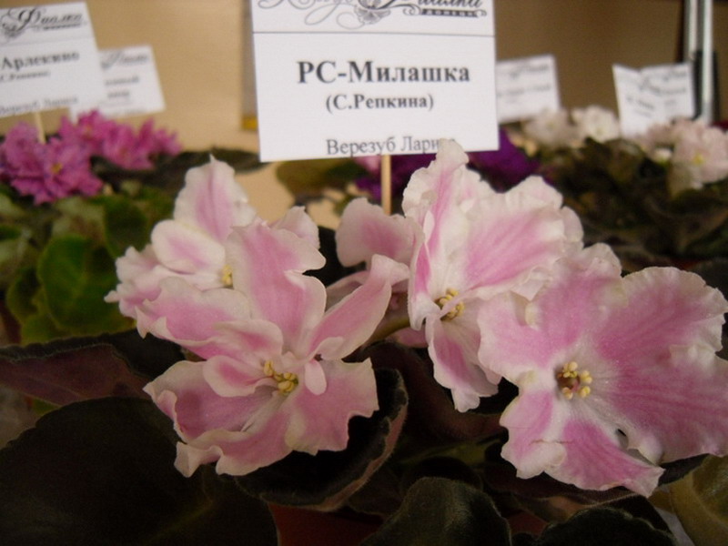2013 -002-26 056.jpg