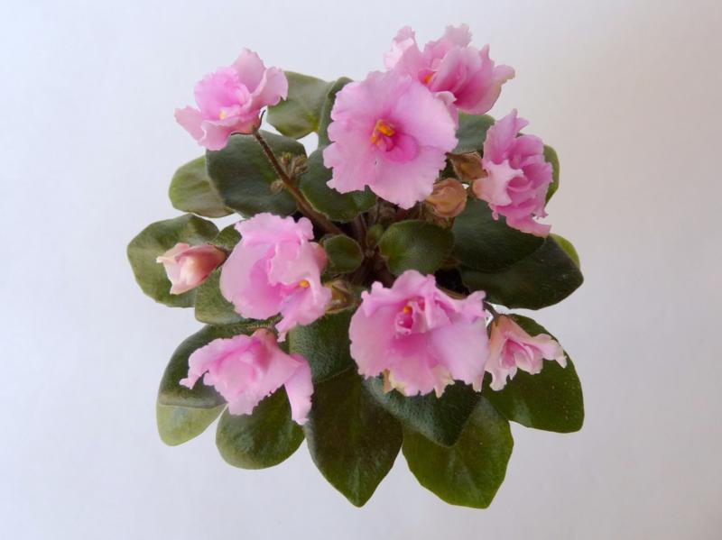 21.06 мини 040_800x599.jpg