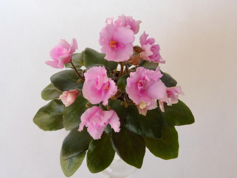 21.06 мини 041_800x599.jpg