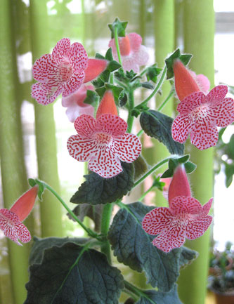 23_2_Amabilis_9914.jpg