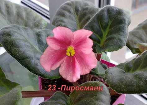 23-Пиросмани-1.jpg
