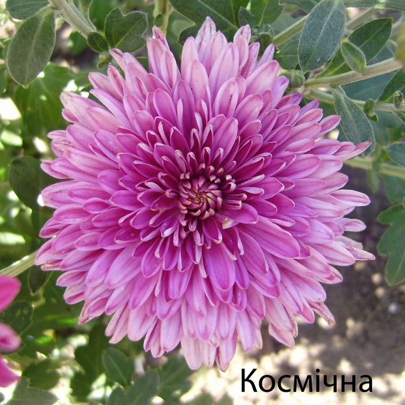 Космичная.jpg