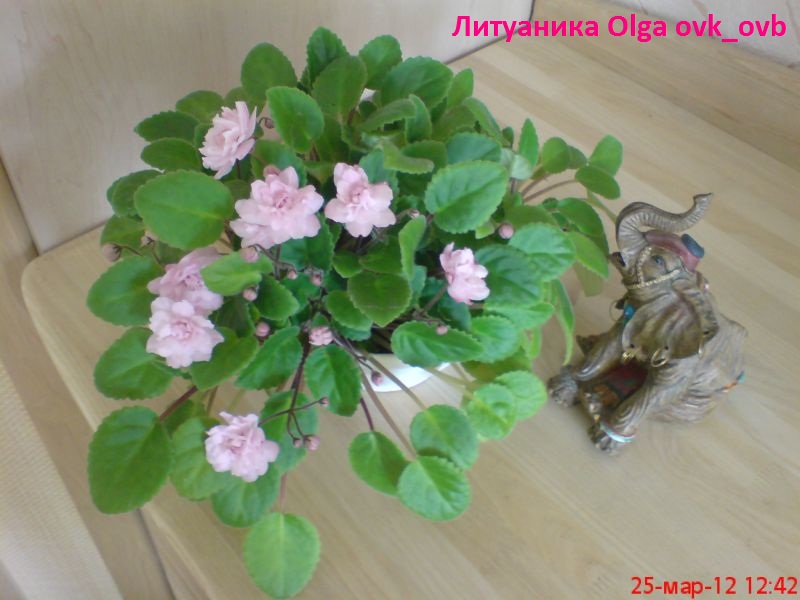 Литуаника.JPG