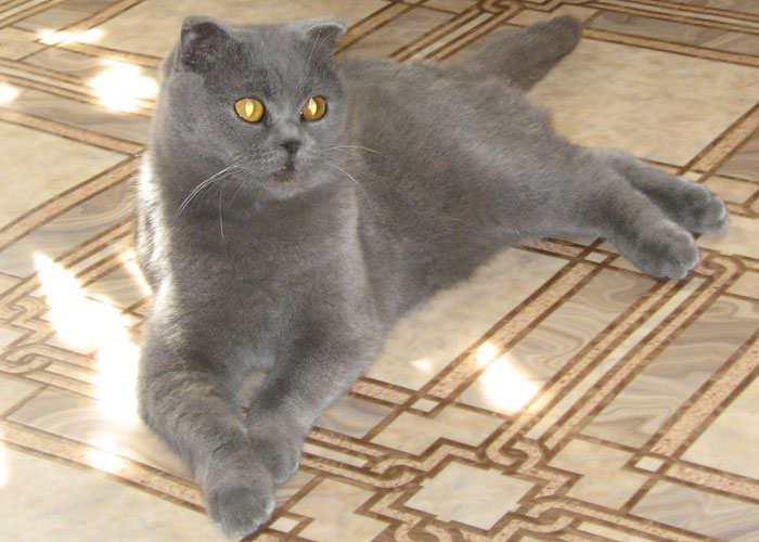 боня.jpg