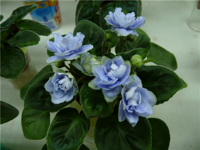 4df92643c66d.jpg