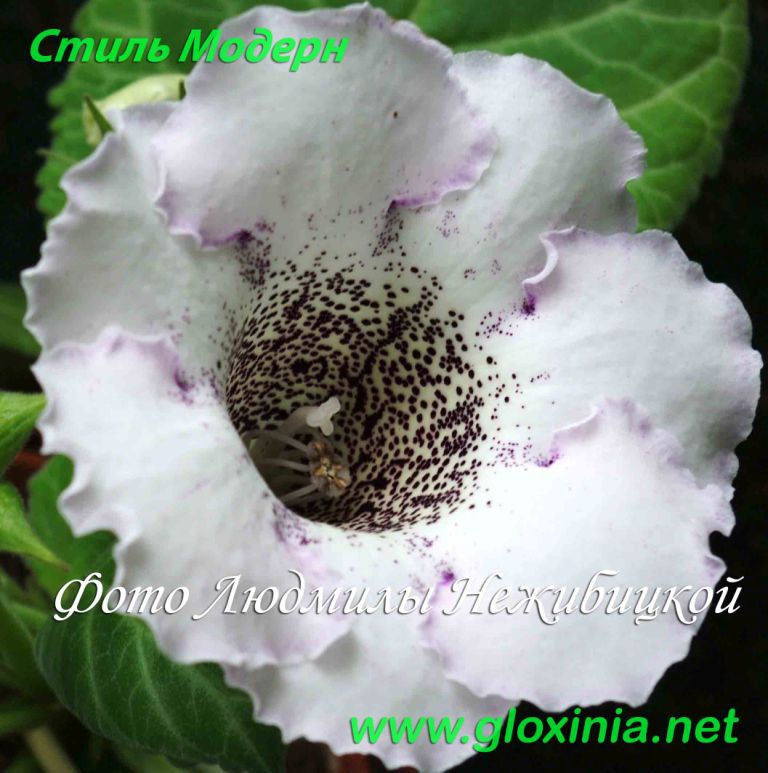53 Стиль модерн IMGP5592 90.jpg