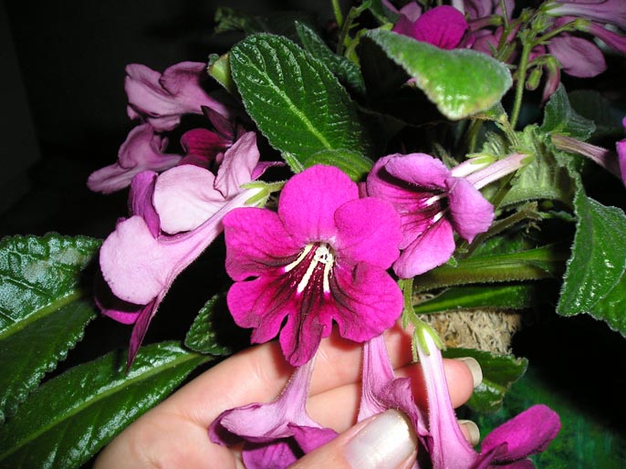 6 лепестков.jpg