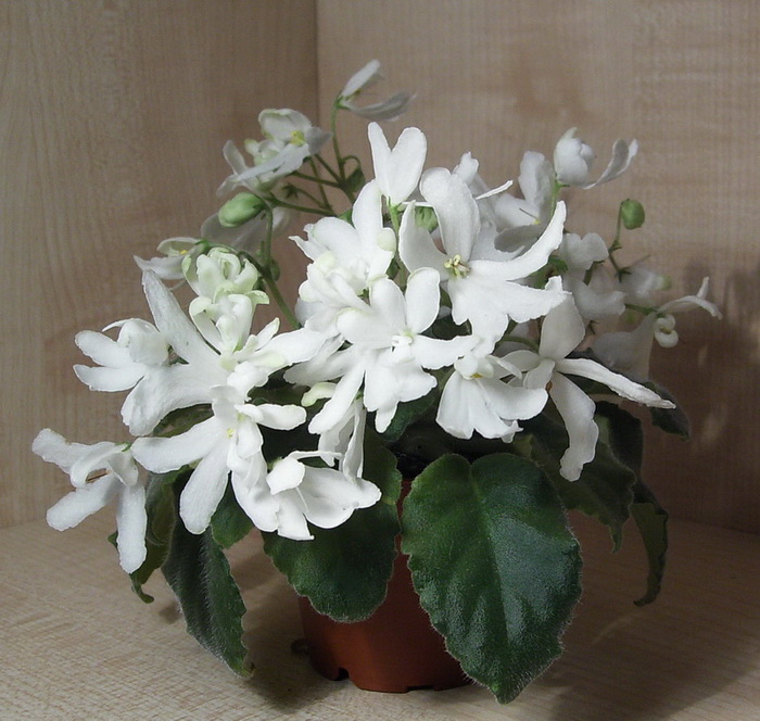 96 Lunar Lily White....jpg