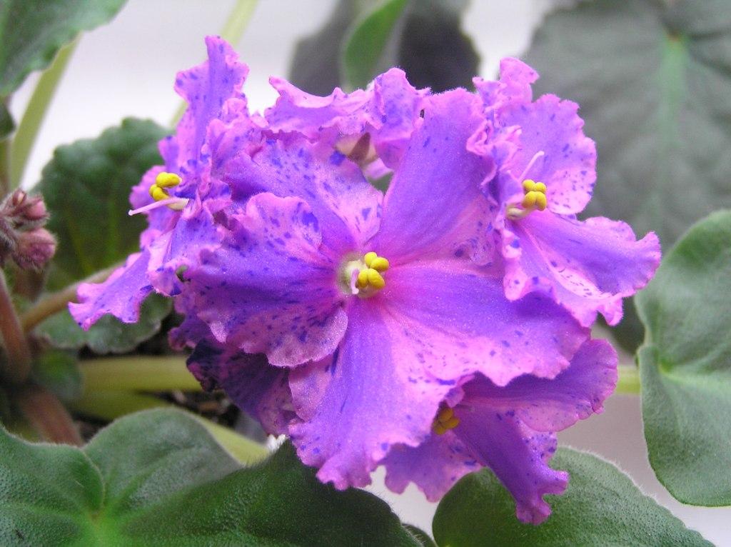 Изображение 023.jpg