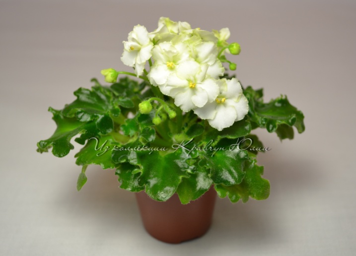 Изображение 077.jpg