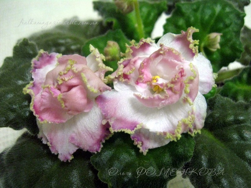 Изображение 1103 (Копировать).jpg