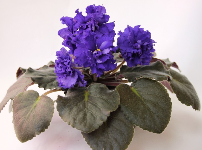 каталог 1379.jpg