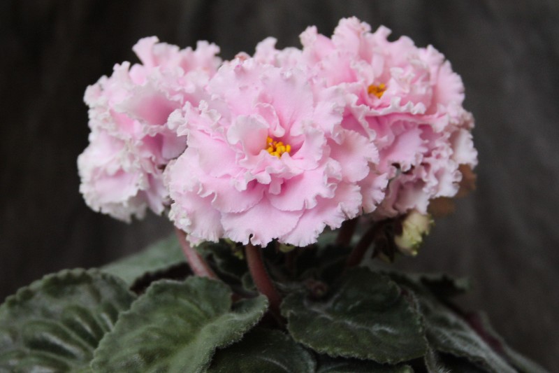 каталог 1395.jpg