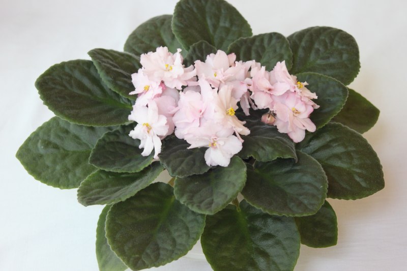 каталог 1408.jpg