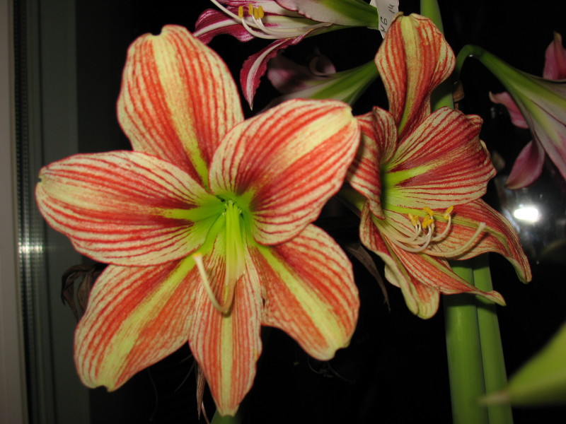 Изображение 165_1.jpg