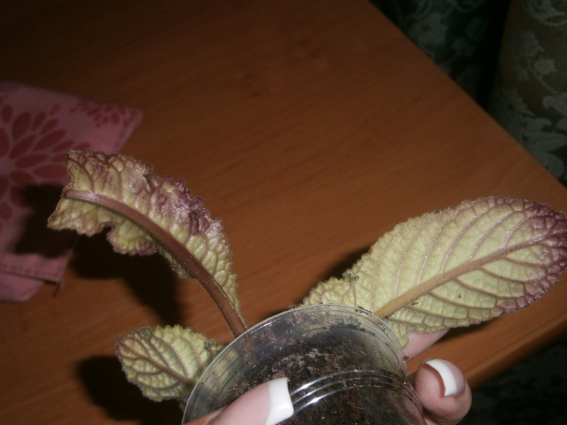 Изображение 1731.jpg