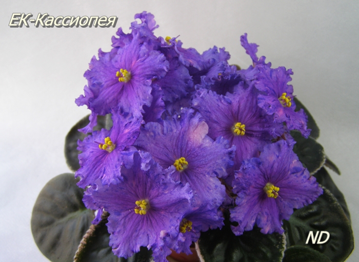 ЕК-Кассиопея1.JPG
