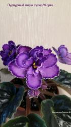 Пурпурный мираж1.jpeg