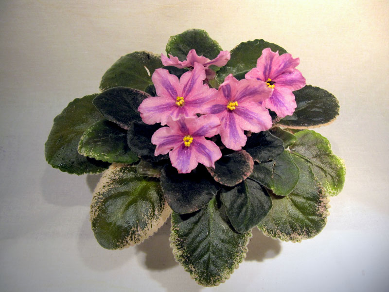Ирина (химера)1.jpg
