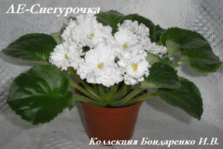 ЛЕ-Снегурочка1.JPG