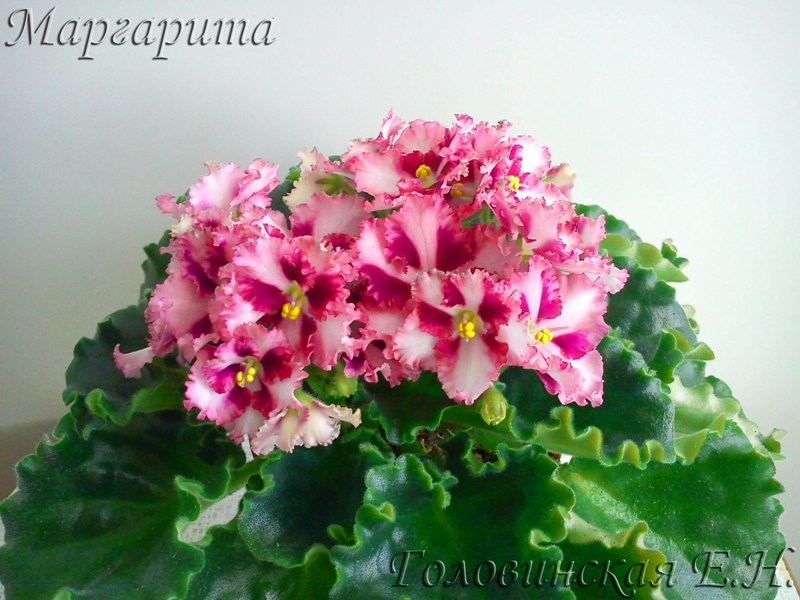 Маргарита 1.jpg