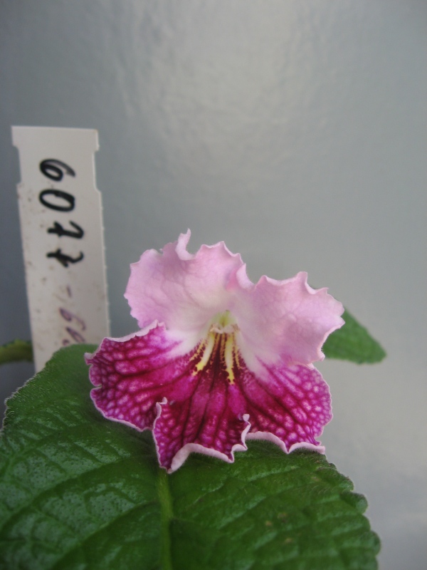 новинка 2012 6094 600.jpg