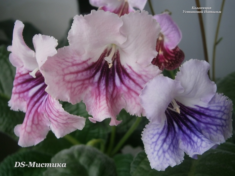 Изображение 22530.jpg