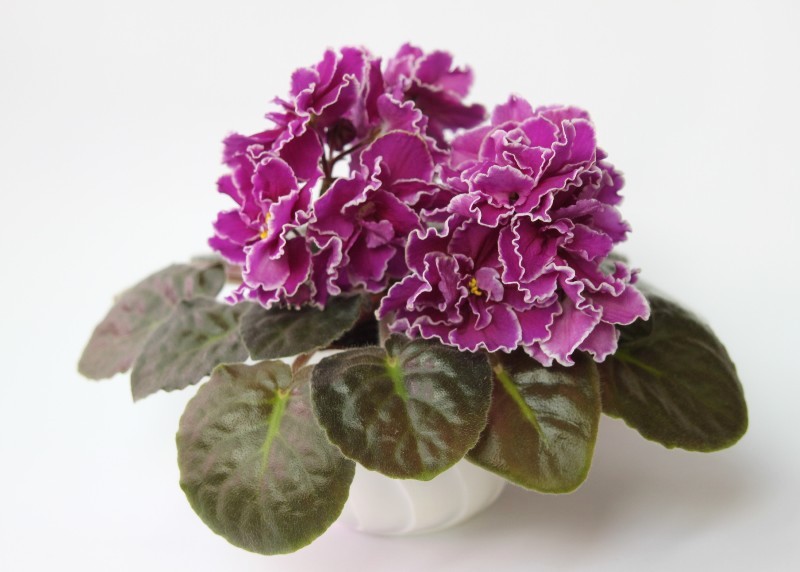 каталог 285.jpg