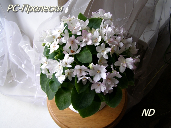 РС-Пролески2.JPG