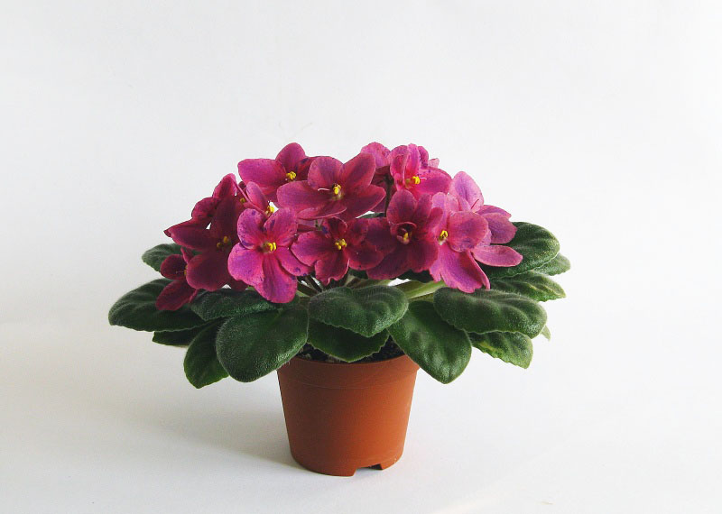 Копия (2) IMG_5041.jpg