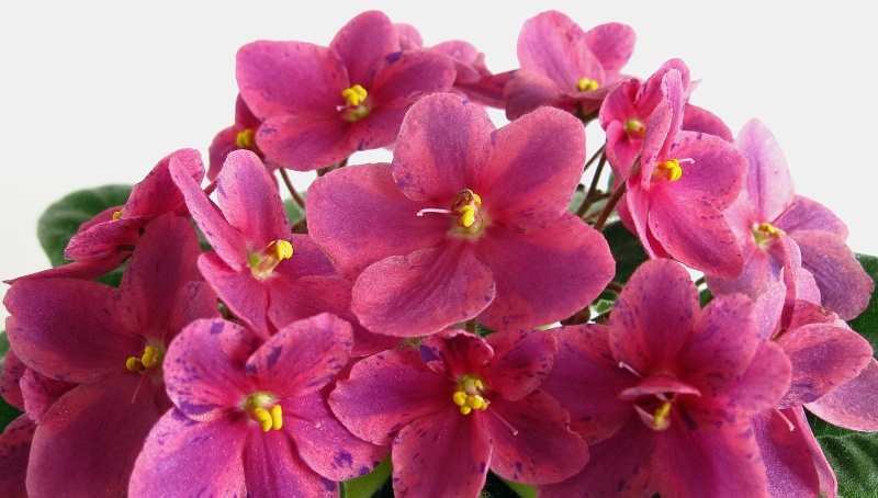 Копия (2) IMG_5057.jpg