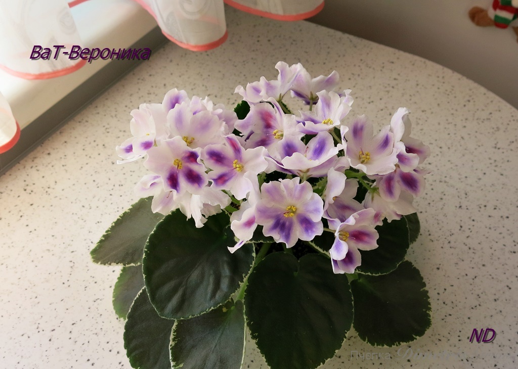 -Вероника3.JPG