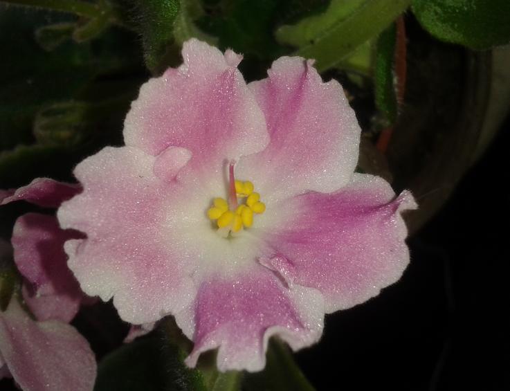 мой ангел3.jpg