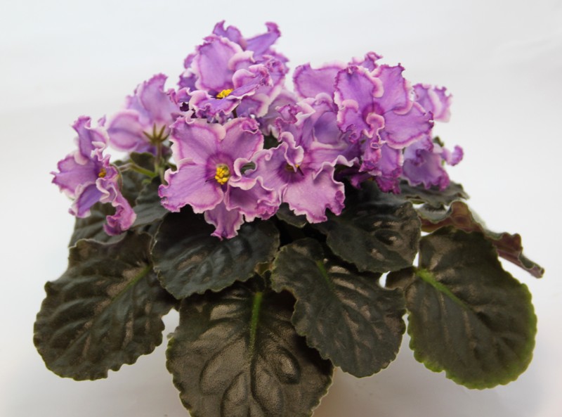 каталог 4033.jpg