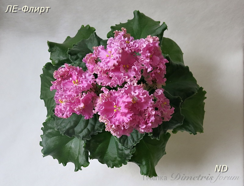 ЛЕ-Флирт4.JPG