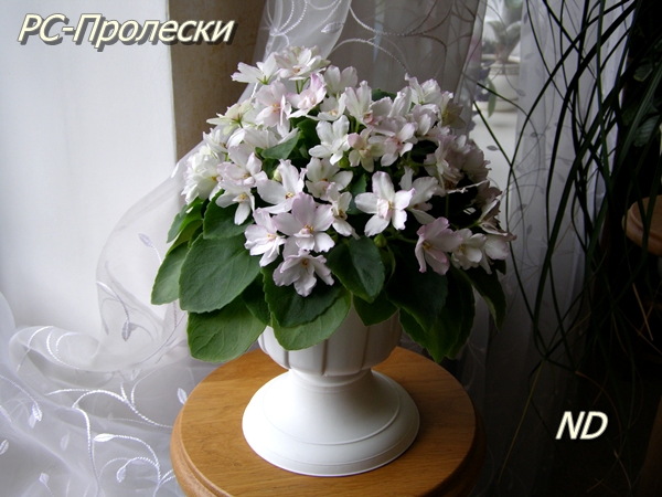 РС-Пролески6.JPG