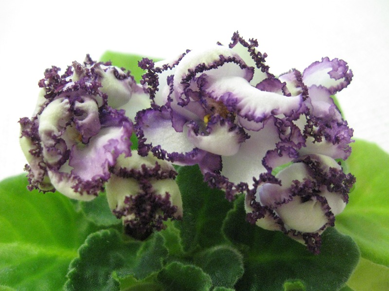 Изображение 788 (Копировать).jpg