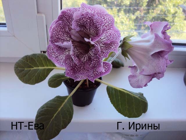 -, 17.06.14.JPG