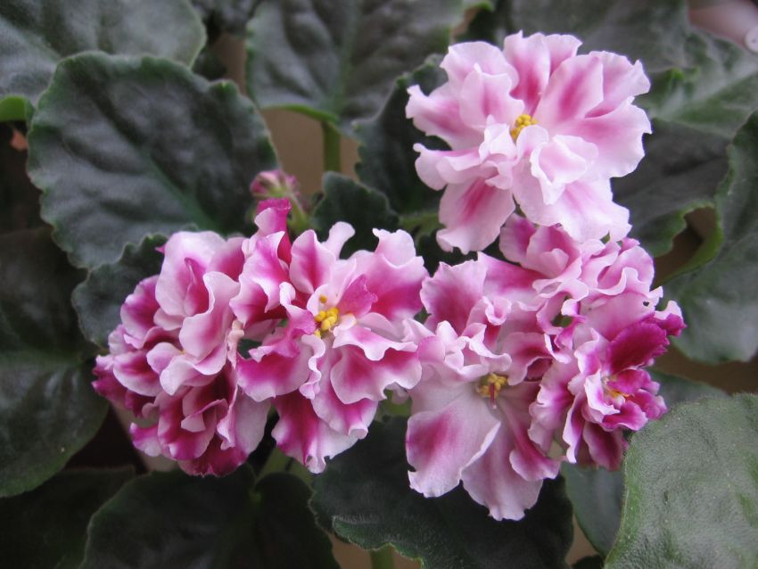 Морозная вишня_1789.jpg