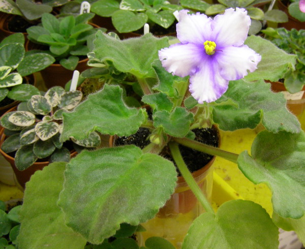 -Прозрачный Ручей1.jpg