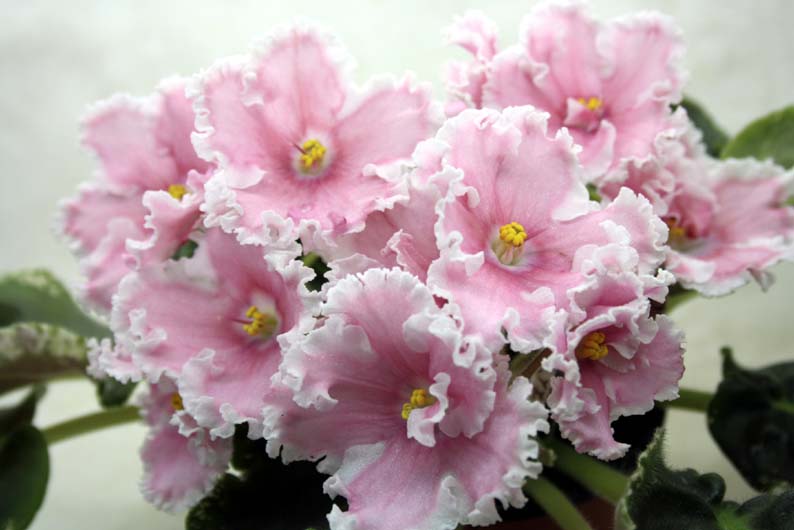 -Эликсир Красоты1.jpg